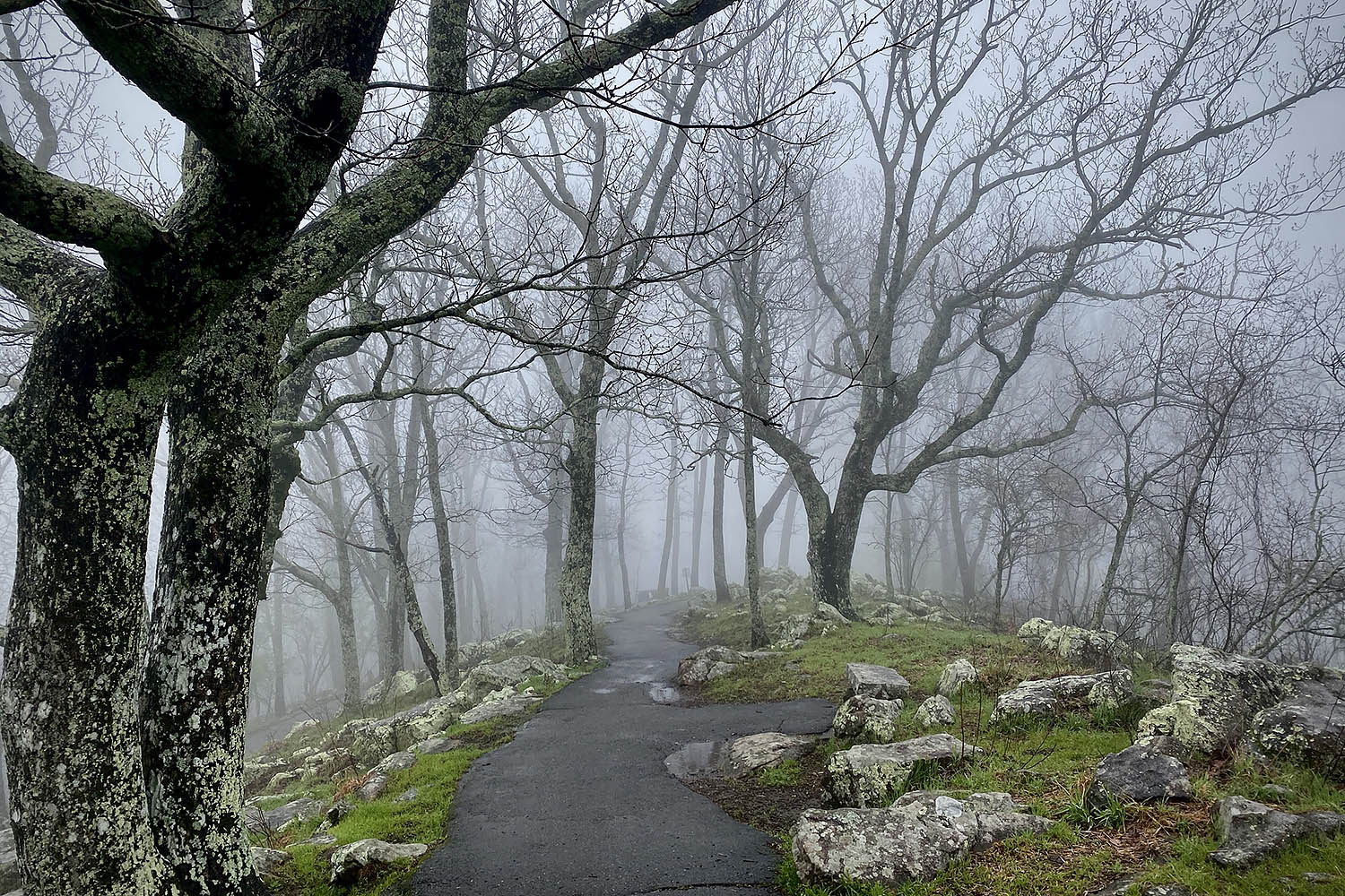 Foggy Kennesaw Mountain