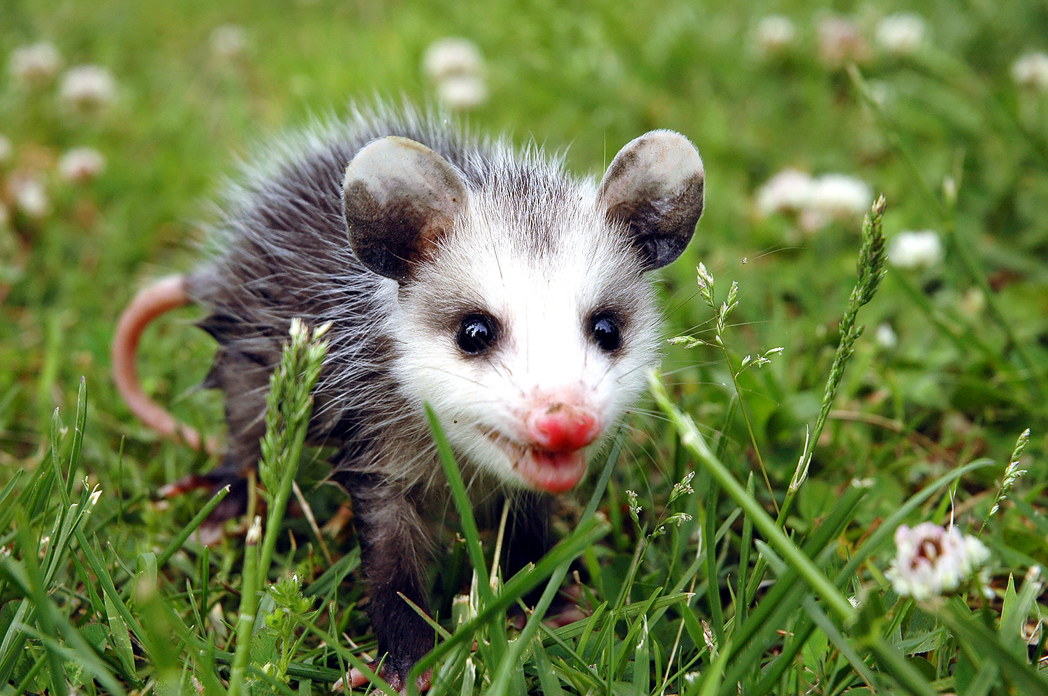 baby possum walking through grass, © Tim Harman